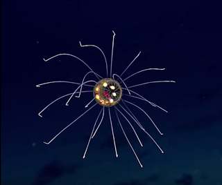 Image: NOAA Office of Ocean Exploration and Research, 2016 Deepwater Exploration of the Marianas.